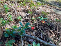 Vaccinium vitis-idaea