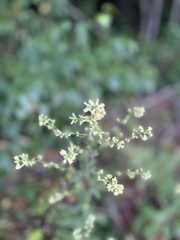 Solidago bicolor