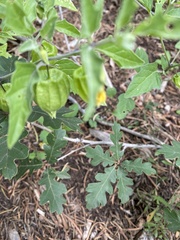 Physalis hederifolia