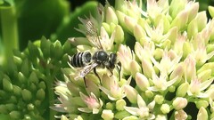 Megachile rotundata
