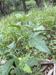 Physalis hederifolia