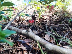 Vaccinium vitis-idaea