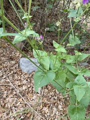 Mirabilis nyctaginea