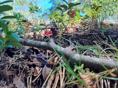 Vaccinium vitis-idaea