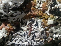 Hypogymnia physodes