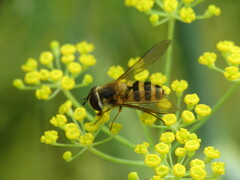 Epistrophe grossulariae