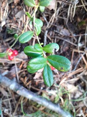 Vaccinium vitis-idaea