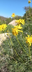 Euryops speciosissimus