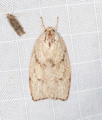 Euchaetis rhodochila