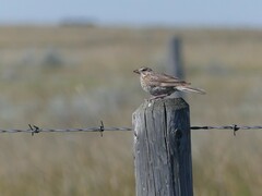 Calcarius ornatus