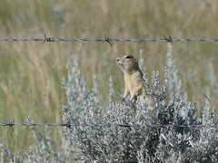 Urocitellus richardsonii