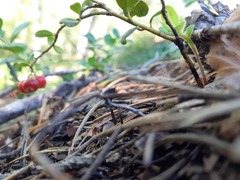 Vaccinium vitis-idaea
