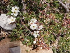 Rosaceae