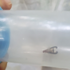 Toxonevra superba