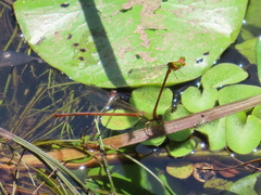 Ceriagrion auranticum
