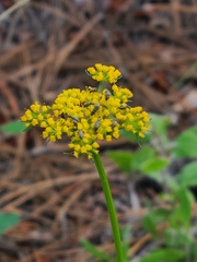 Cymopterus lemmonii