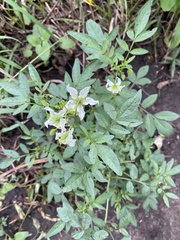 Solanum jamesii