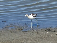 Recurvirostra americana