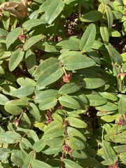 Hypericum calycinum