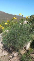 Euryops speciosissimus