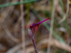 Trithemis annulata