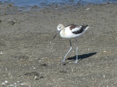 Recurvirostra americana