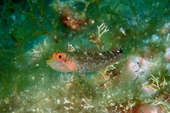 Tripterygion delaisi