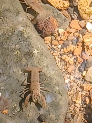 Procambarus acutus