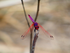 Trithemis annulata