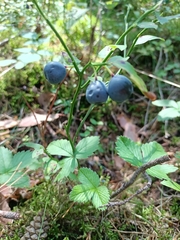 Vaccinium myrtillus