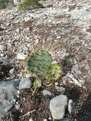 Opuntia rastrera