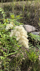 Sorbaria sorbifolia