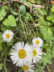 Erigeron coulteri