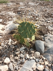 Opuntia rastrera