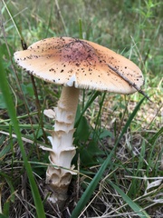 Amanita ceciliae