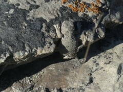 Phrynosoma hernandesi
