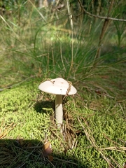 Fungi