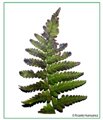 Dryopteridaceae