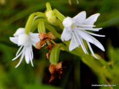 Habenaria grandifloriformis