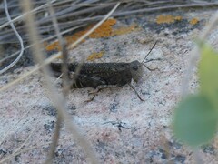 Arphia pseudonietana