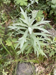 Artemisia ludoviciana