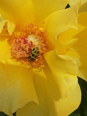 Diabrotica undecimpunctata