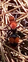 Dasymutilla occidentalis