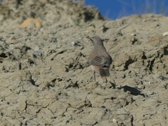 Salpinctes obsoletus