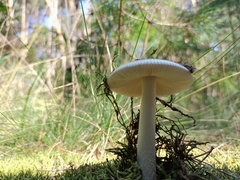 Fungi