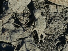 Phrynosoma hernandesi
