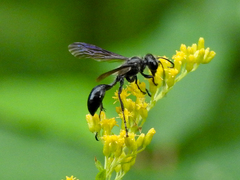 Isodontia