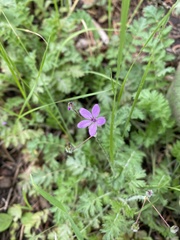 Erodium