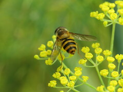 Epistrophe grossulariae