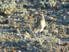 Eremophila alpestris